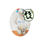 愛犬ぷぅ君の日常3（個別スタンプ：6）
