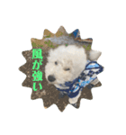 愛犬ぷぅ君の日常3（個別スタンプ：7）