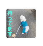 愛犬ぷぅ君の日常3（個別スタンプ：8）