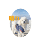 愛犬ぷぅ君の日常3（個別スタンプ：11）