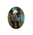 愛犬ぷぅ君の日常3（個別スタンプ：12）