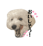 愛犬ぷぅ君の日常3（個別スタンプ：13）