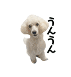 愛犬ぷぅ君の日常3（個別スタンプ：14）