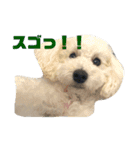 愛犬ぷぅ君の日常3（個別スタンプ：15）