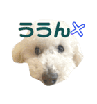 愛犬ぷぅ君の日常3（個別スタンプ：16）