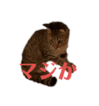 紅さんスタンプ（個別スタンプ：1）