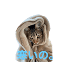 紅さんスタンプ（個別スタンプ：2）