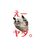 紅さんスタンプ（個別スタンプ：6）