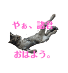 紅さんスタンプ（個別スタンプ：7）