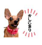 IAM  CHACO（個別スタンプ：3）