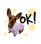 IAM  CHACO（個別スタンプ：4）