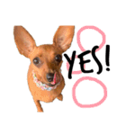IAM  CHACO（個別スタンプ：5）