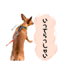 IAM  CHACO（個別スタンプ：19）