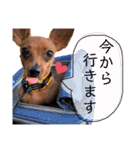 IAM  CHACO（個別スタンプ：21）