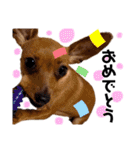 IAM  CHACO（個別スタンプ：29）