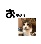 みな大好きねこちゃん（個別スタンプ：1）