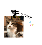 みな大好きねこちゃん（個別スタンプ：3）