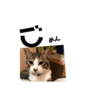 みな大好きねこちゃん（個別スタンプ：5）