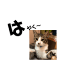 みな大好きねこちゃん（個別スタンプ：6）