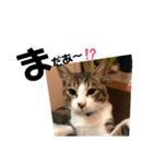 みな大好きねこちゃん（個別スタンプ：7）