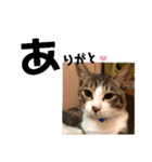 みな大好きねこちゃん（個別スタンプ：8）