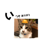 みな大好きねこちゃん（個別スタンプ：10）