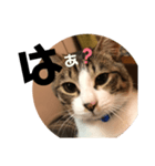 みな大好きねこちゃん（個別スタンプ：11）