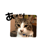みな大好きねこちゃん（個別スタンプ：13）