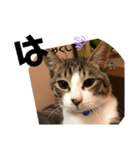 みな大好きねこちゃん（個別スタンプ：16）