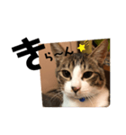 みな大好きねこちゃん（個別スタンプ：17）