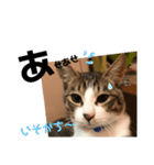 みな大好きねこちゃん（個別スタンプ：19）