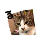 みな大好きねこちゃん（個別スタンプ：20）