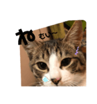 みな大好きねこちゃん（個別スタンプ：21）