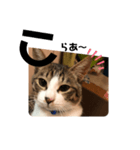 みな大好きねこちゃん（個別スタンプ：22）
