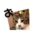みな大好きねこちゃん（個別スタンプ：24）