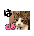 みな大好きねこちゃん（個別スタンプ：25）