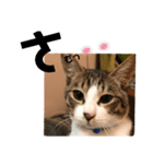 みな大好きねこちゃん（個別スタンプ：26）