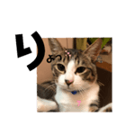みな大好きねこちゃん（個別スタンプ：31）