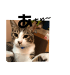 みな大好きねこちゃん（個別スタンプ：34）