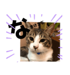 みな大好きねこちゃん（個別スタンプ：35）