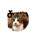 みな大好きねこちゃん（個別スタンプ：36）