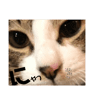 みな大好きねこちゃん（個別スタンプ：38）