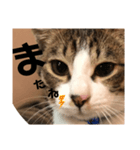 みな大好きねこちゃん（個別スタンプ：39）