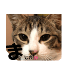 みな大好きねこちゃん（個別スタンプ：40）