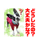 Smilewanの仲間達③（個別スタンプ：11）