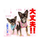Smilewanの仲間達③（個別スタンプ：17）