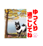 Smilewanの仲間達③（個別スタンプ：19）