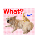 Smilewanの仲間達③（個別スタンプ：20）