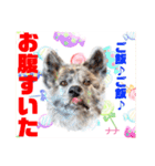 Smilewanの仲間達③（個別スタンプ：25）