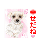 Smilewanの仲間達③（個別スタンプ：30）